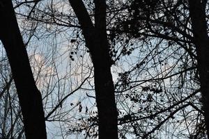 Black tree branches against a blue sky without leaves. photo