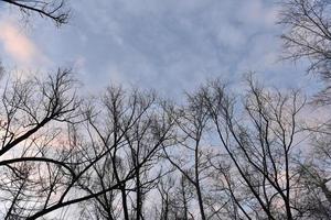 Black tree branches against a blue sky without leaves. photo