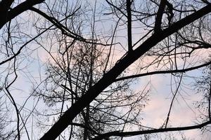 Black tree branches against a blue sky without leaves. photo