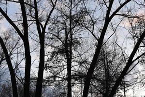 Black tree branches against a blue sky without leaves. photo