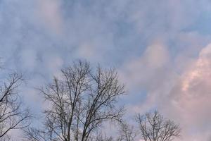 Black tree branches against a blue sky without leaves. photo