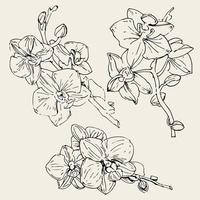 flor vectorial de la orquídea. ilustración de tinta aislada. vector