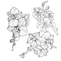 Vector flower of orchid. Ink illustration isolated.