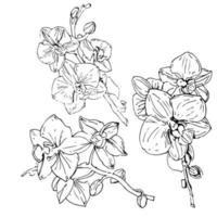 Vector flower of orchid. Ink illustration isolated.