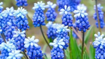 Nahaufnahme einer Blume Muscari erste blaue Frühlingsblume und Narzissen nach Regen, Rack-Fokus video