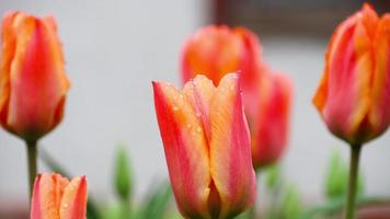 regendruppels Aan de bloemblaadjes van een bloem rood oranje tulp video
