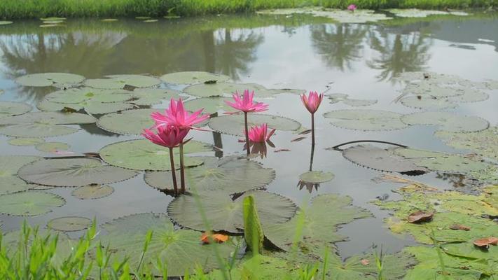 蓮花影片