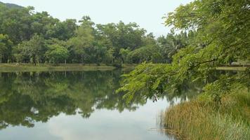 tranquilidad paisaje escena de estanque natural rodeado de exuberantes plantas de follaje en el parque. video
