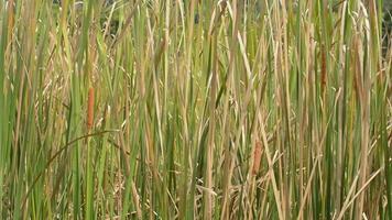 dicht cattail groeit in de moerassen en zwaaiend door de wind gedurende zomer. video