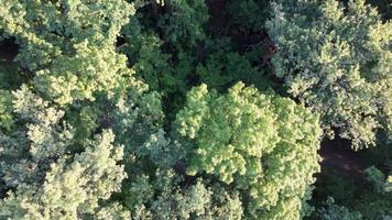 Luftaufnahme von Baumkronen. video