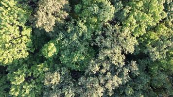 Aerial view of tree crowns. video