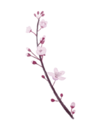 A branch of blooming sakura. Art watercolor. Hand-drawn illustration for greeting cards and posters. png