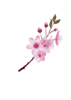 une branche de sakura en fleurs. aquarelle artistique. illustration dessinée à la main pour cartes de voeux et affiches. png