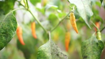 el concepto de un jardín de pimienta de cayena en un árbol en un jardín orgánico de una casa rural en indonesia que está listo para ser recogido para ser cocinado o hecho para productos de chile en polvo video