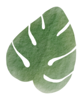 acuarela de hojas verdes png