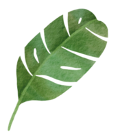 acuarela de hojas verdes png