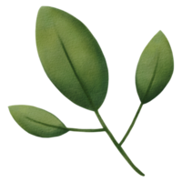 acuarela de hojas verdes png