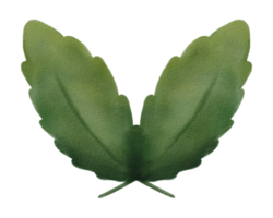acquerello di foglie verdi png