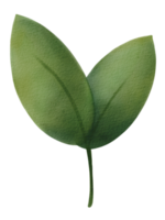 acuarela de hojas verdes png