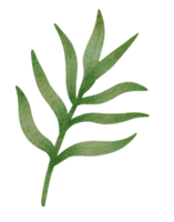 acuarela de hojas verdes png