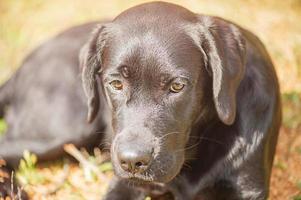 un labrador negro yace sobre un fondo natural beige en un día soleado. el perro está descansando. foto