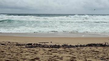 smutsig Begagnade plast avfall och torr kvistar på de strand. problem av spillts skräp skräp sopor på de strand sand orsakade förbi konstgjorda. miljö- och ekologi begrepp. video