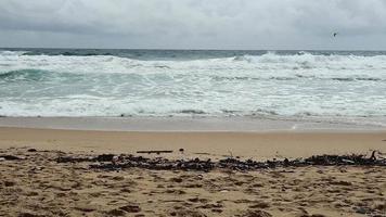 sporco Usato plastica rifiuto e asciutto ramoscelli su il spiaggia. problema di rovesciato sciocchezze spazzatura spazzatura su il spiaggia sabbia causato di artificiale. ambientale e ecologia concetti. video