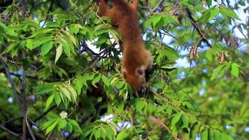 Coati climb trees branches and search fruits tropical jungle Mexico.