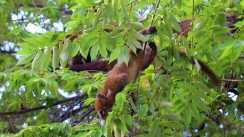 coati klättra träd grenar och Sök frukt tropisk djungel Mexiko. video