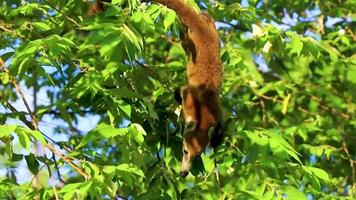 Coati climb trees branches and search fruits tropical jungle Mexico. video