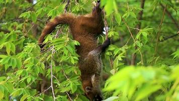 quati sobe em galhos de árvores e procura frutas na selva tropical do méxico. video