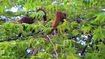 coati klättra träd grenar och Sök frukt tropisk djungel Mexiko. video