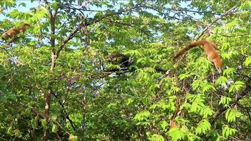 Coati climb trees branches and search fruits tropical jungle Mexico. video