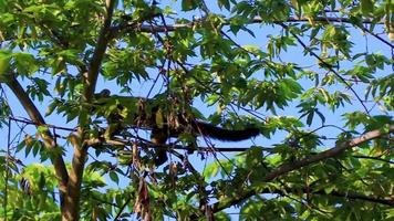 Coati climb trees branches and search fruits tropical jungle Mexico. video