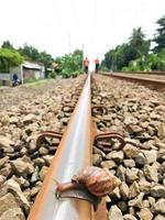 Snails are crossing the rails with a blurred background photo