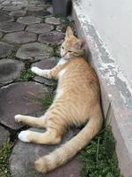 white orange cat is sitting waiting to be given food photo