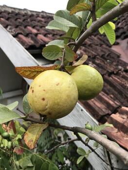 guayaba o jambu biji en el árbol. primer plano, enfoque selectivo. foto