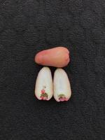 Slices of guava fruit Or Jambu Air on a dark background photo