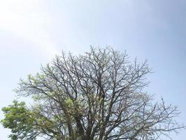 árbol seco con pocas hojas aislado con cielo azul foto