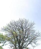 Dry tree with few leaves isolated with blue sky photo