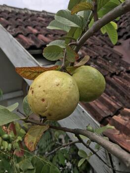 guayaba o jambu biji en el árbol. primer plano, enfoque selectivo. foto