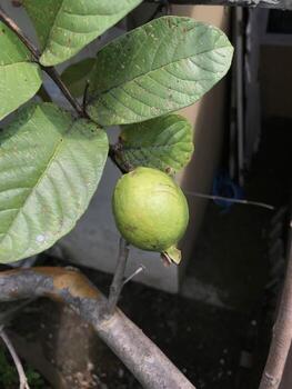 guayaba o jambu biji en el árbol. primer plano, enfoque selectivo. foto