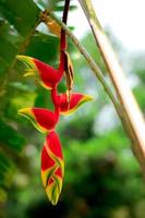 heliconia rostrata, cakar lobster gantung es una planta herbácea perenne originaria de el salvador, perú, bolivia, colombia, venezuela, costa rica y ecuador, y naturalizada en puerto rico. foto