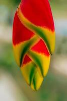 heliconia rostrata, cakar lobster gantung es una planta herbácea perenne originaria de el salvador, perú, bolivia, colombia, venezuela, costa rica y ecuador, y naturalizada en puerto rico. foto