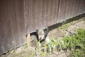 Dog looks out from under fence. Animal peeks out of hole. photo