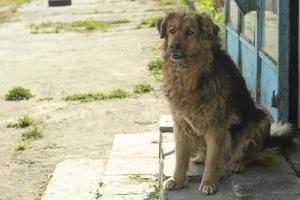 perro callejero en la calle. mascota en la ciudad. foto