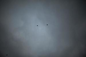 Birds in grey sky. Two birds are flying. photo