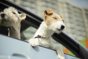 Dog looks out of car. Animal in transport. photo