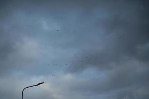 View of flight of flock of birds in city. photo