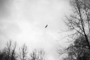 Raven flies in gray sky. Mystical bird of crows in flight. photo